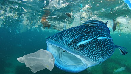 A fish is on its way to swollow a plastic bag in a sea filled with plastic